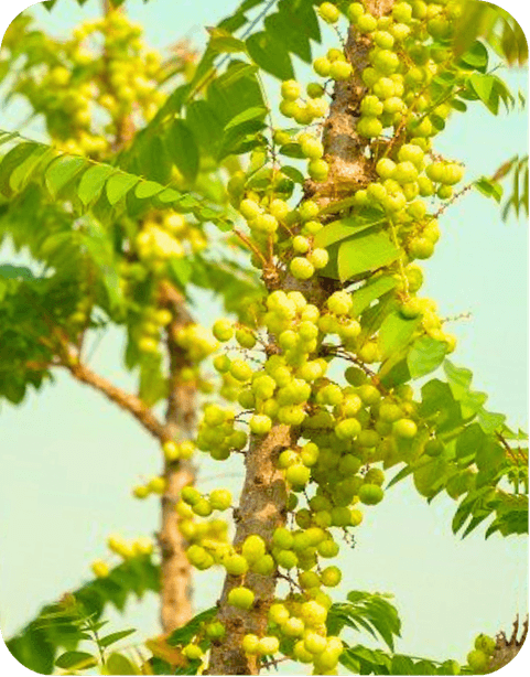 AMLA