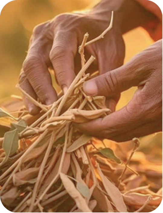 Ashwagandha Roots