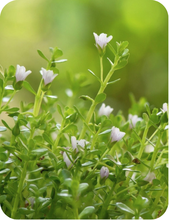BRAHMI