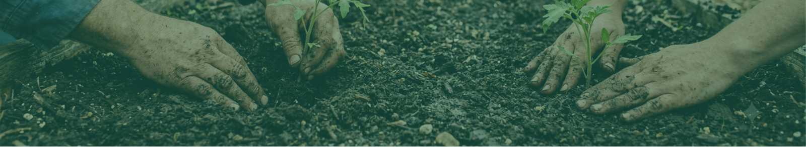 MATRIKA | Earth-first nourishment. Grown with care, for your body.
