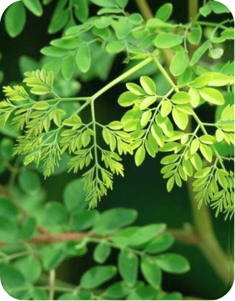 Moringa Leaf